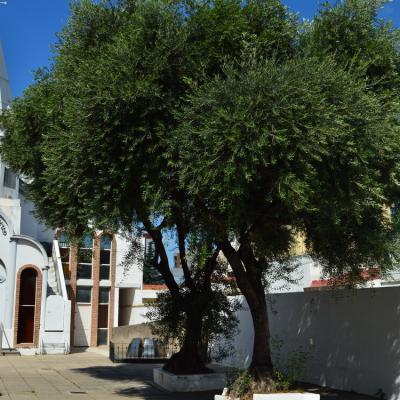 Patio De La Iglesia